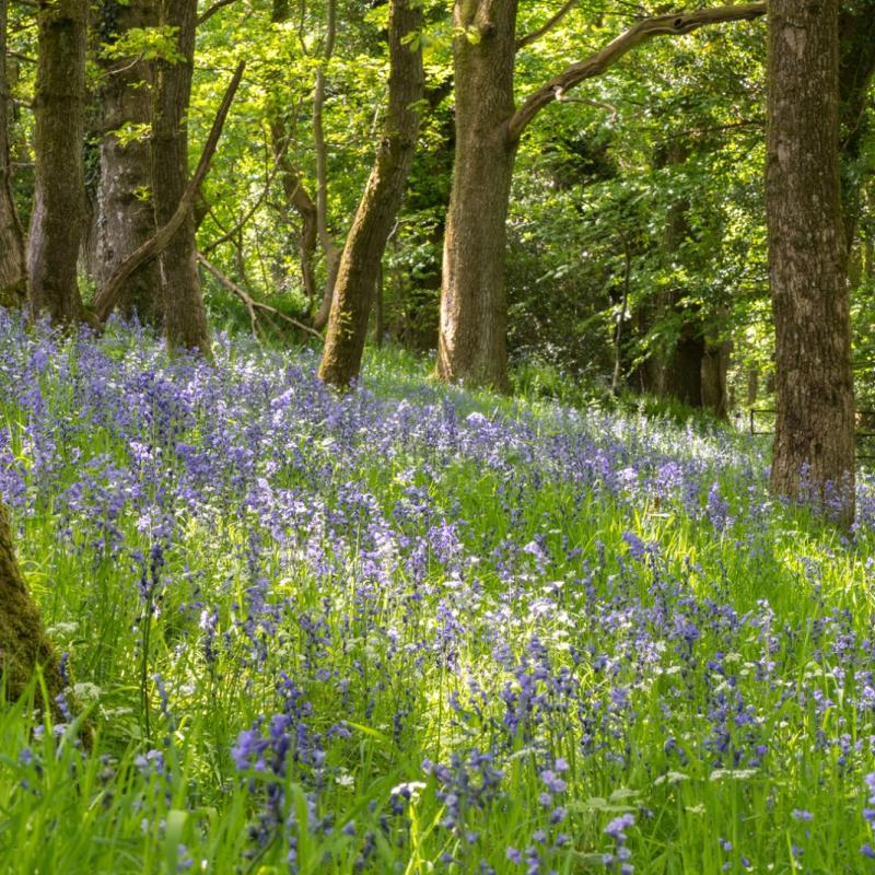 Bluebells in a woodland