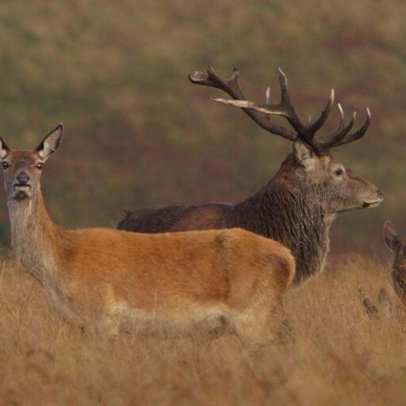 Red deer doe and stag with calves on Exmoor