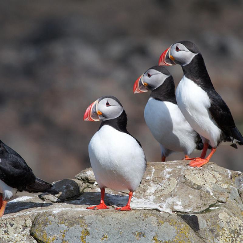 Four puffins on a rock