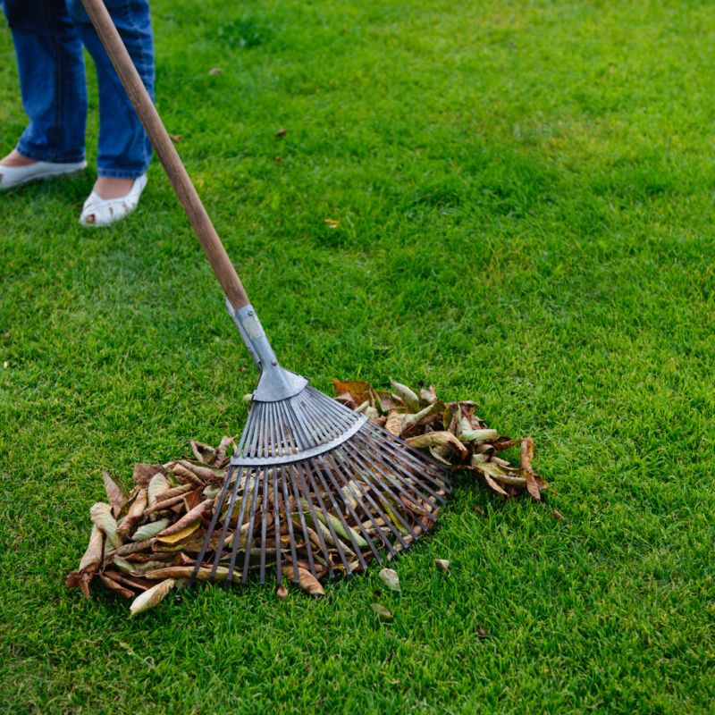 A rake on a lawn with a pile of leaves behind it